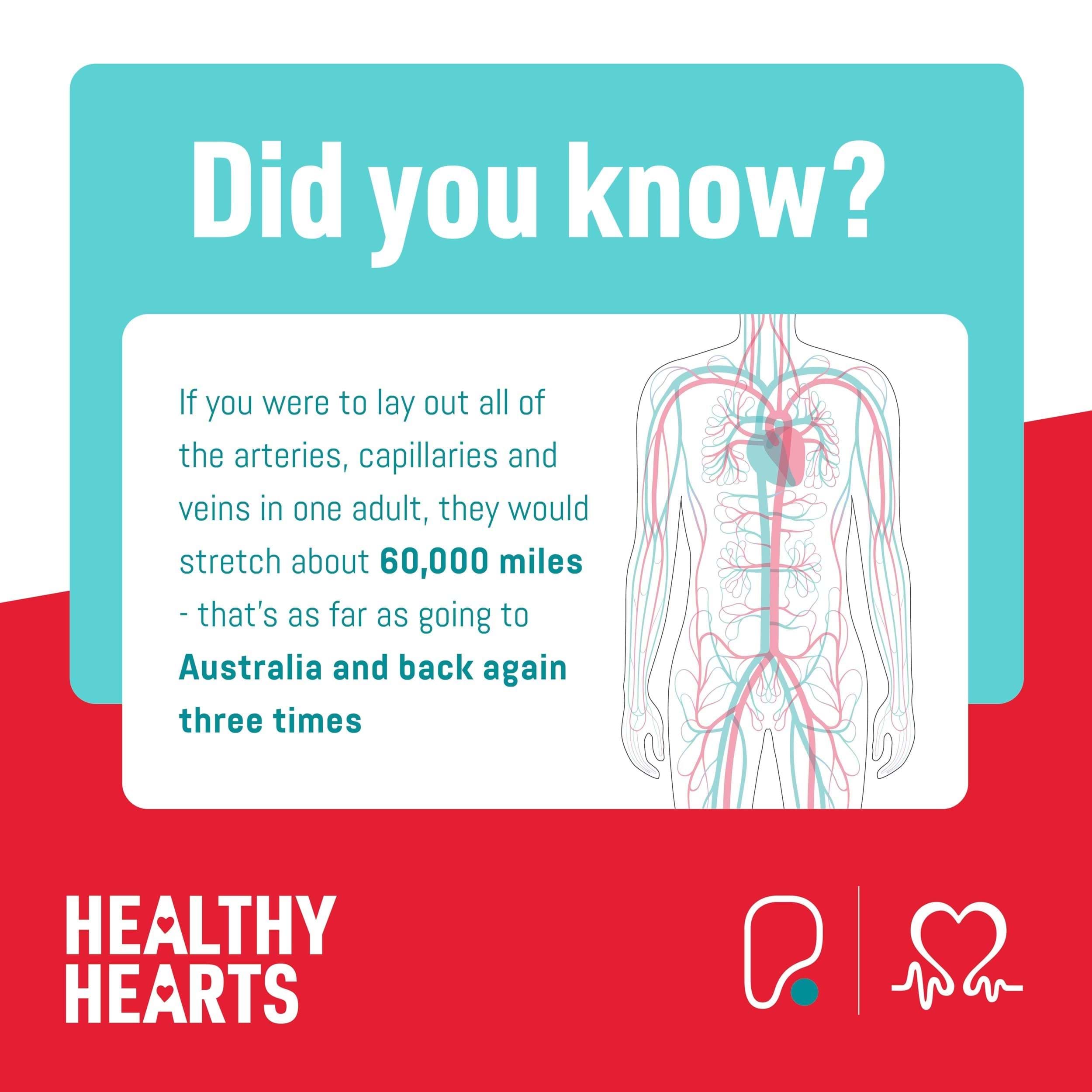 fact about arteries